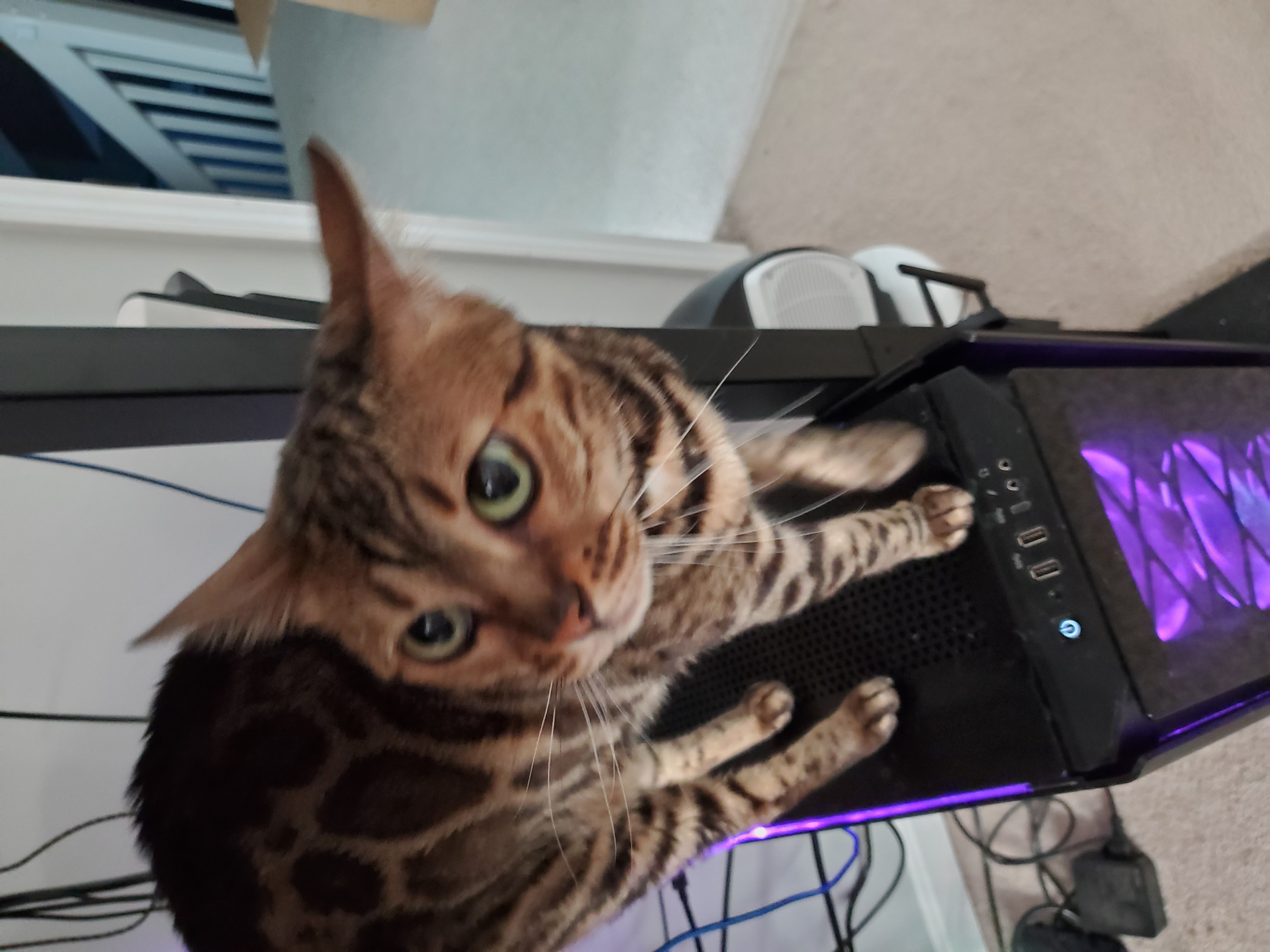 Cora the cat on the Cerbi workstation